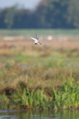 Weißbartseeschwalbe (Chlidonias hybrida)
