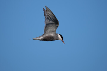 Weißbartseeschwalbe (Chlidonias hybrida)