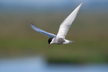 Weißbartseeschwalbe (Chlidonias hybrida)