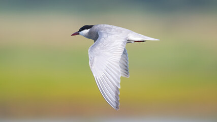 Weißbartseeschwalbe (Chlidonias hybrida)