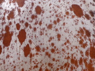 cow skin texture background, cow leather with fur background