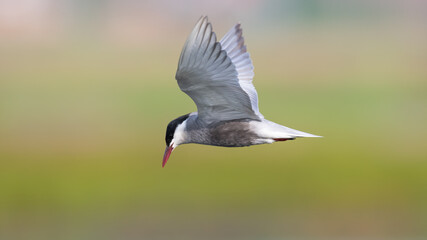 Weißbartseeschwalbe (Chlidonias hybrida)
