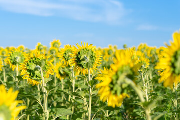 sunflowers field back side 