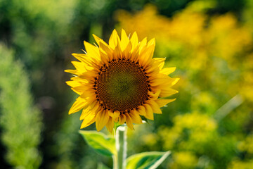 single sunflower close up on the field