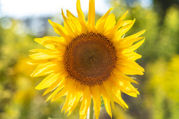 single sunflower close up on the field