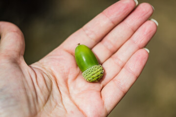 Green acorn close-up in the palm of a man; shot from above