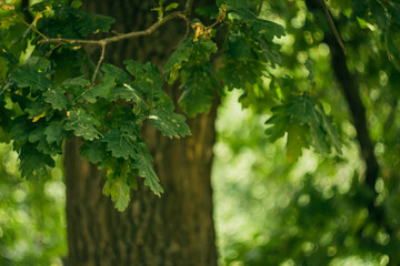 Close-up acorn in oak foliage on tree; blurred green nature background
