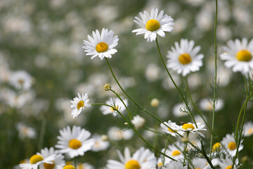 field with flowers of common daisy