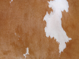 cow skin texture background, cow leather with fur background