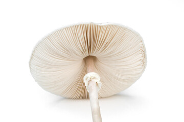 Psilocybe cubensis mushroom isolated on white background.