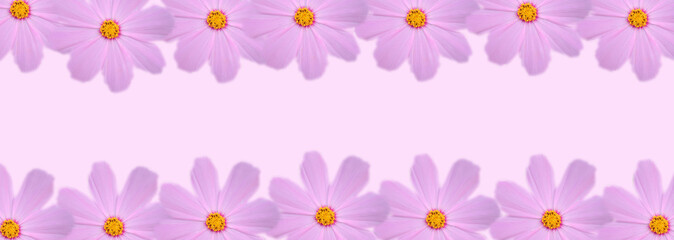 Close up pink cosmos flower in the meadow isolated on pink background with copy space. Floral border and frame for springtime or summer season. Banner style.