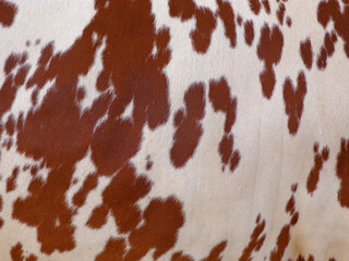 cow skin texture background, cow leather with fur background