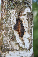 bark of a tree