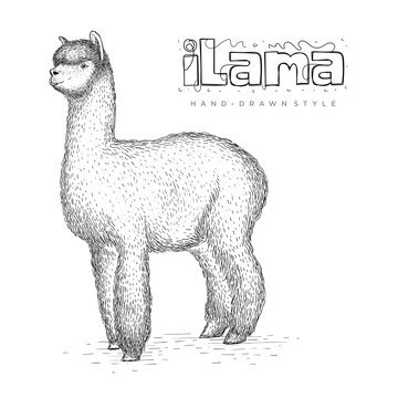 vector ilama in hand drawn style, realistic animal illustrations