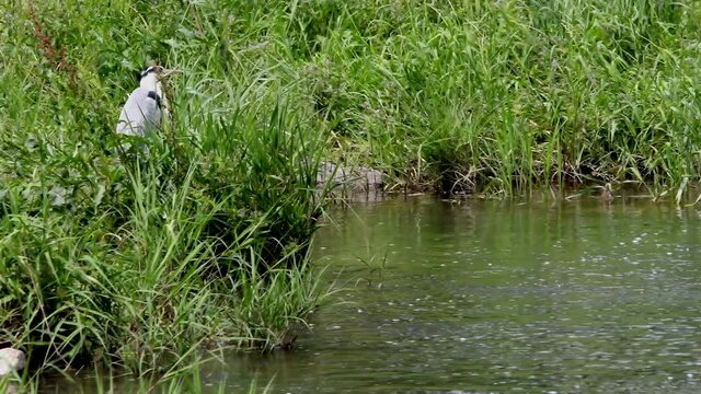 Blue heron standing in tall grass on riverbank.