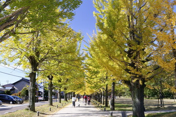 各務原市学びの森の紅葉したイチョウ並木 (岐阜県)