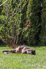 Brown pregnant cat laying and sleeping on grass