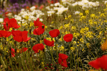 Obraz premium Roter Mohn auf der Insel Mainau