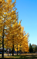 各務原市学びの森の紅葉したイチョウ並木 (岐阜県)