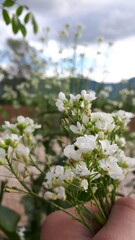 White small flowers on a branch with more flowers on it