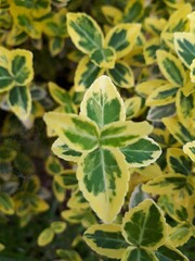 Yellow and green flower in the foreground and many more in the background with a shallow depth of field