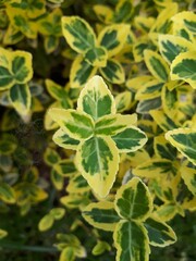 Yellow and green flower in the foreground and many more in the background with a shallow depth of field