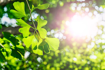 太陽の光が当たる新緑の木