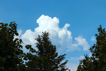Landscape, trees against the bright cloudy sky.
