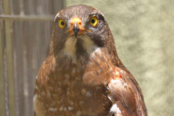 福岡市動物園「サシバ」