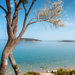 Naklejka na ściany i meble Beautiful landscape, Mediterranean Sea of Greece. Olive tree growing on the shore