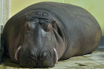 福岡市動物園「カバ」