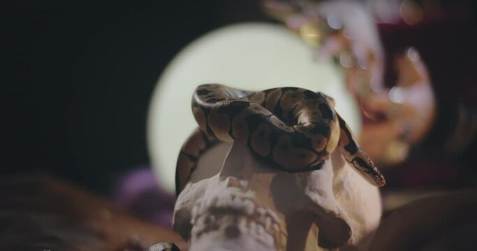 Royal python lying on human skull in seer office