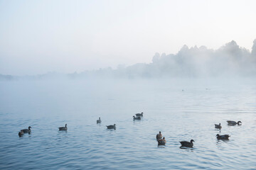 ducks on a dam in mist