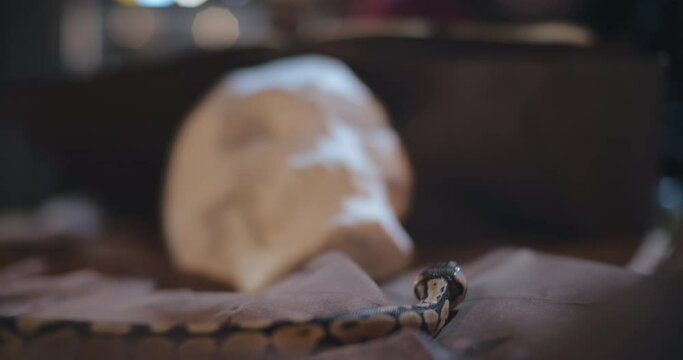Snake crawling on table with human skull standing on it