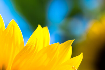 Sonnenblume - Sun Flower Close up