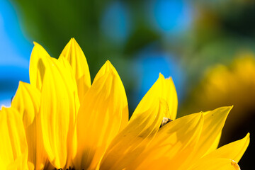 Sonnenblume - Sun Flower Close up