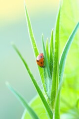 Ein roter Marienkäfer mit schwarzen Punkten sitzt im Sommer an einer grünen Pflanze, Coccinellidae