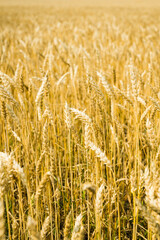 Ripe golden wheat on the field. Selective focus. Shallow depth of field. 