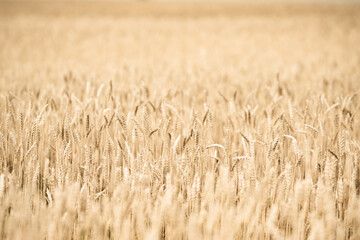 Ripe golden wheat on the field. Selective focus. Shallow depth of field. 