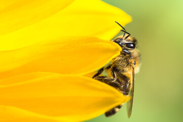 Honigbiene in Sonnenblume