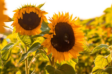 Sonnenblume, Sonnenblumen Feld, Sun Flotter