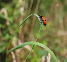 Clytra Laeviuscula (the Ant Bag Beetle) on Blade of Grass in the Garden. Four Spotted Leaf Beetle is Insect belonging to the Family Chrysomelidae. 