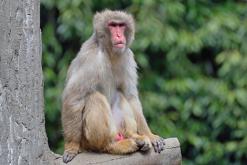 福岡市動物園「ニホンザル」