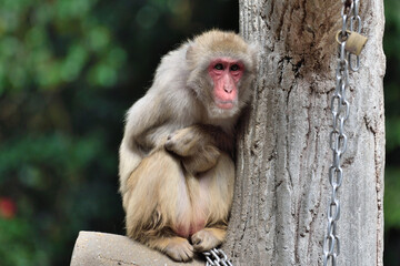 福岡市動物園「ニホンザル」