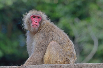 福岡市動物園「ニホンザル」