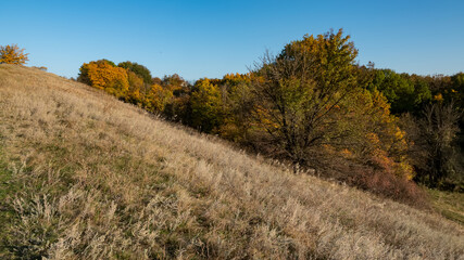 dry grass on the hillside and deciduous forest.