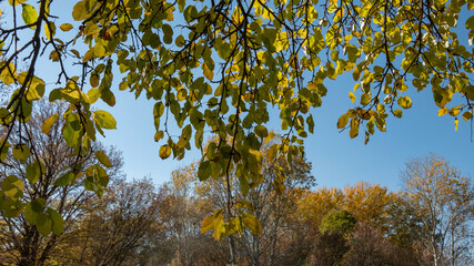Branches with green foliage and deciduous forest.