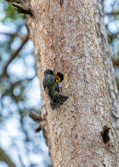 Mother starling feeding her young at the nest