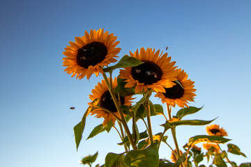 Sonnenblume, Sonnenblumen Feld, Sun Flotter