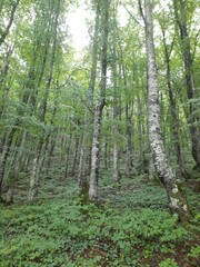 trees in the forest